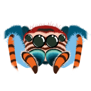 Illustration d’une araignée souriante de la collection Doudounimaux, avec un design doux et rassurant.