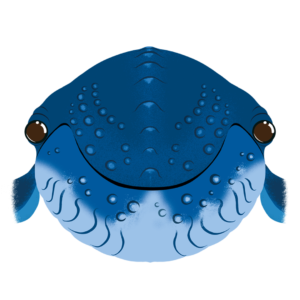 Illustration d’une baleine de la collection Doudounimaux, affichant un sourire apaisant et bienveillant.