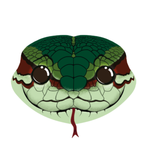 Illustration d’un serpent de la collection Doudounimaux, avec un sourire malicieux et un regard fascinant.