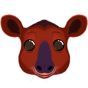 Illustration d’un tapir de la collection Doudounimaux, avec un sourire chaleureux et un regard doux et bienveillant.
